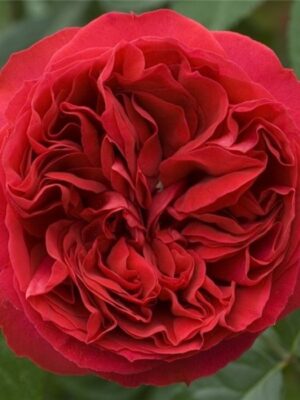 Троянда Алан Сушон Троянда Алан Сушон