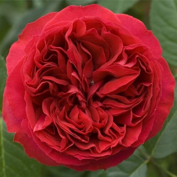 Троянда Алан Сушон