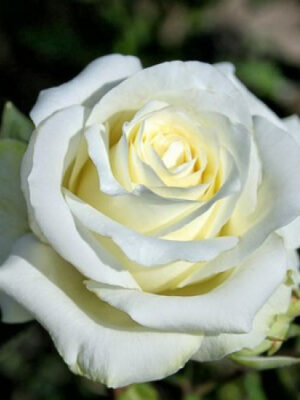 Троянда Анастасія (Anastasiya)