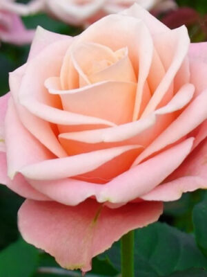 Троянда Ангажемент (Engagement) Троянда Ангажемент (Engagement)