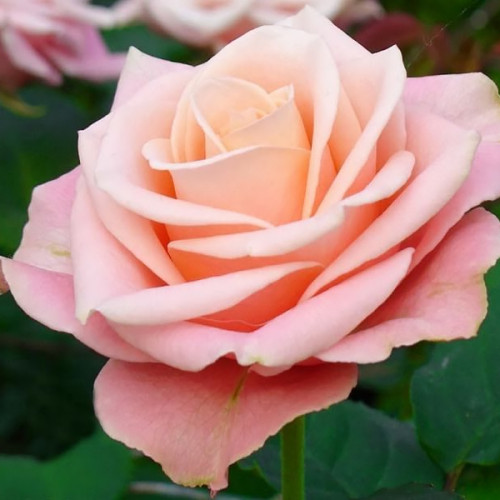 Троянда Ангажемент (Engagement)