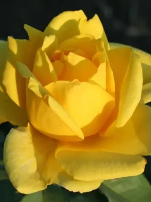 Троянда "Англійська Мулинекс жовта"