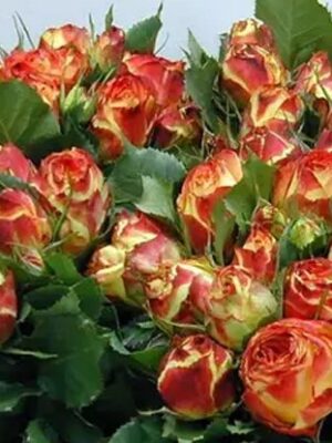 Троянда "Англійська Вулканіка"