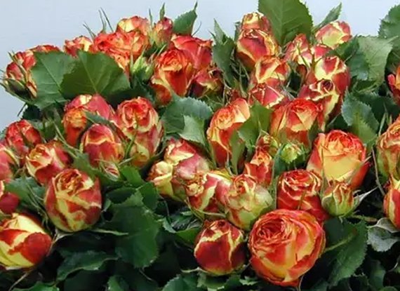 Троянда "Англійська Вулканіка"