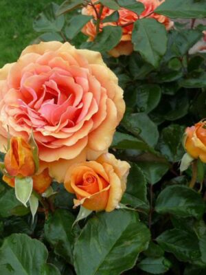 Троянда Ашрам (Ashram)