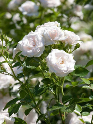 Троянда Аспірин грунто-покривна Троянда Аспірин грунто-покривна