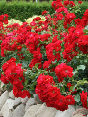 Троянда Аустріана грунто-покривна Троянда Аустріана грунто-покривна