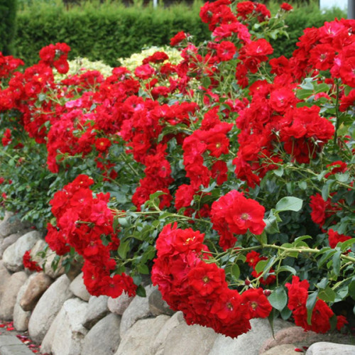 Троянда Аустріана грунто-покривна