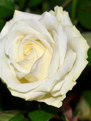 Троянда Аваланш (Avalanche)