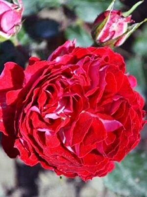 Троянда бардюрна Гранатовий браслет