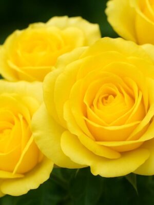 Троянда бардюрна Сан Сіті