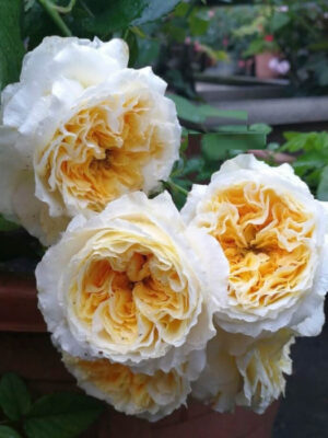 Троянда Беатріс (Beatrice) Троянда Беатріс (Beatrice)