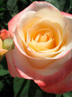 Троянда Бела Перла (Belle Perle)