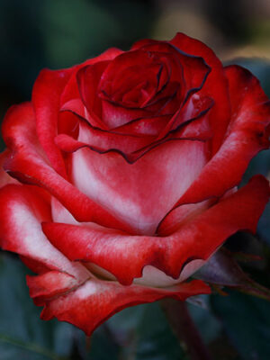 Троянда Блаш (Blush)