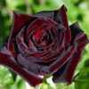 Троянда Блек Баккара (Black Baccara) Троянда Блек Баккара (Black Baccara)