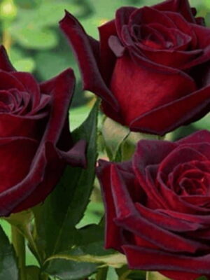 Троянда Блек Меджік (Black Magiс)