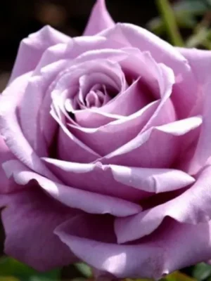 Троянда Блю Парфум (Blue Parfum)