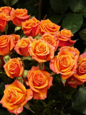 Троянда бордюрна Апельсин