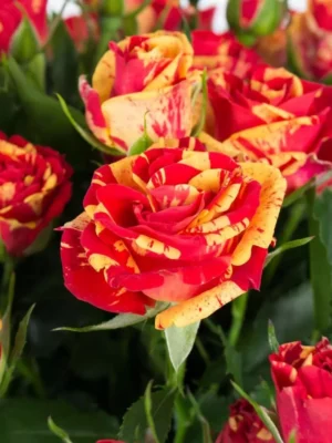 Троянда бордюрна Файєр Флеш