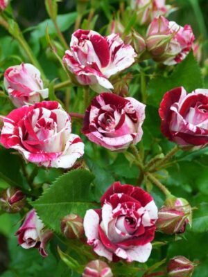 Троянда бордюрна Флеш Найт