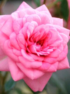 Троянда бордюрна Шуга Бэйби