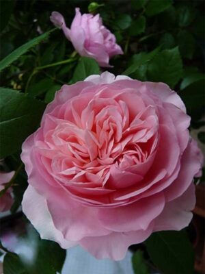 Троянда бордюрна  Соня