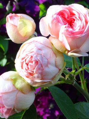 Троянда “Чармінг Піано” Троянда "Чармінг Піано"Піоновидна