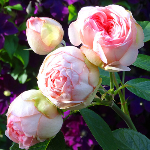 Троянда “Чармінг Піано” Троянда "Чармінг Піано"Піоновидна