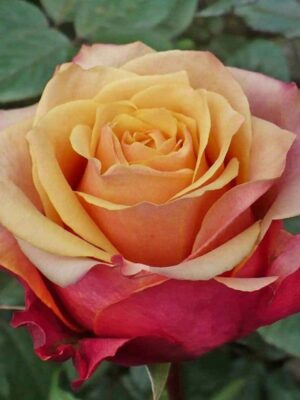 Троянда Чері Бренді (Cherry Brendy)