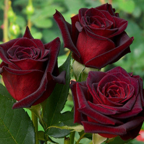 Троянда Чорний Принц Троянда Чорний Принц (Black Prince)