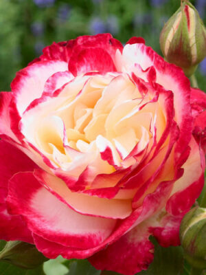 Троянда "Дабл Делайт", чайно-гібридна