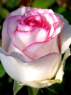 Троянда Дольче Віта (Dolce Vita) Троянда Дольче Віта (Dolce Vita)