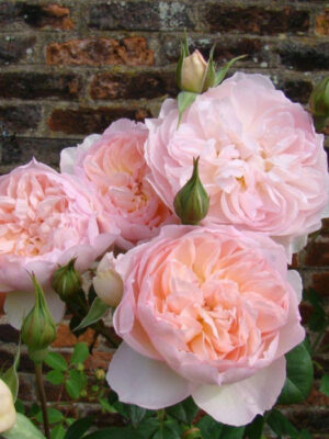 Троянда Джентл Герміона (Gentle Hermione) Троянда Джентл Герміона (Gentle Hermione)