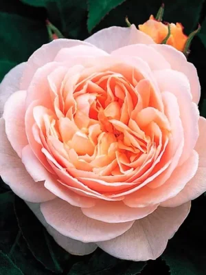 Троянда Джульетта (JULIET) Троянда Джульетта (JULIET)