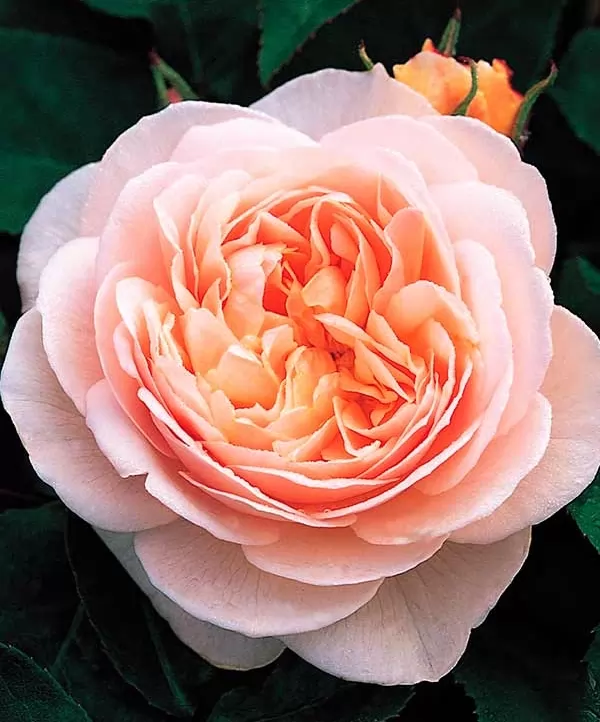 Троянда Джульетта (JULIET)