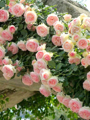 Троянда “Еден Роуз” плетиста Троянда "Еден Роуз" плетиста