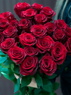 Троянда Експлорер (Explorer) Троянда Експлорер (Explorer)