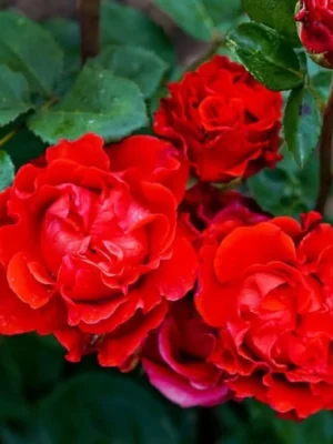 Троянда Ель Торо (El Тoro) Троянда Ель Торо (El Тoro)