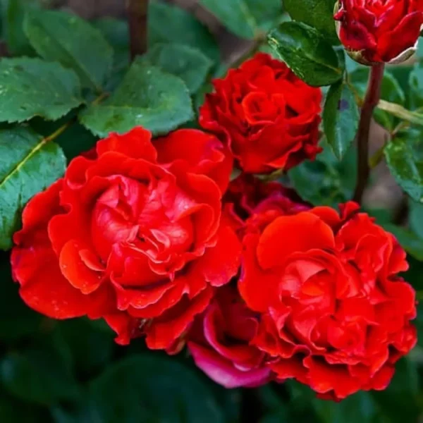 Троянда Ель Торо (El Тoro)