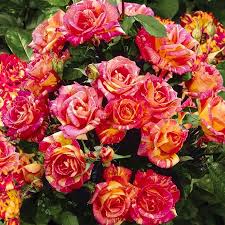 Троянда Файер Крек Троянда Файер Крек (Fire Crack)