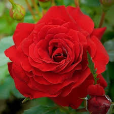 Троянда “Фемелі Ред” Троянда "Фемелі Ред" плетиста