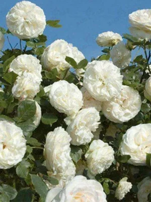 Троянда “Фемели Уайт” Троянда "Фемели Уайт" плетиста