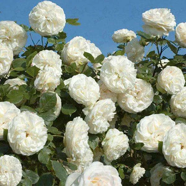 Троянда "Фемели Уайт" плетиста