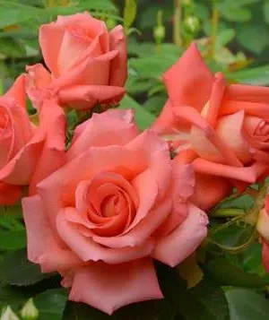 Троянда Фортуна Троянда Фортуна ( Fortuna)