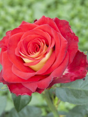 Троянда Френдшип Троянда Френдшип (Friendship)