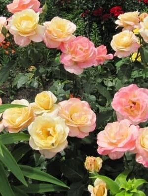 Троянда Глорія Дей (Gloria Day)