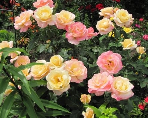 Троянда Глорія Дей (Gloria Day) Троянда Глорія Дей (Gloria Day)