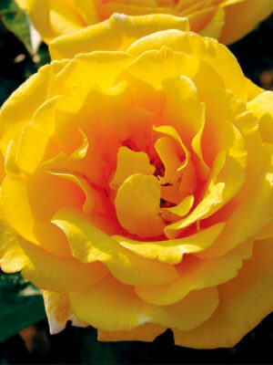 Троянда Голден Шоуерс плетиста