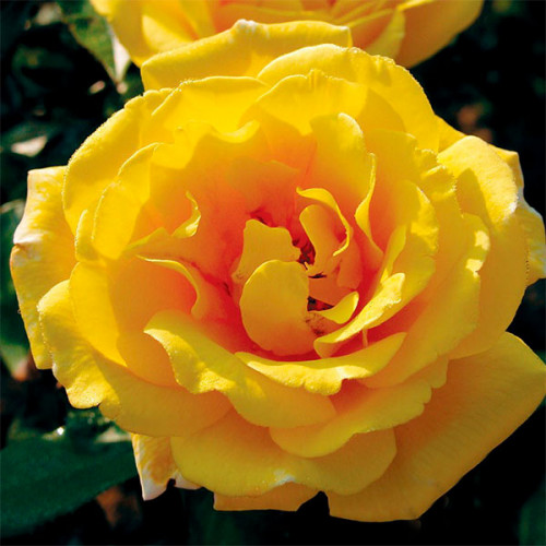 Троянда Голден Шоуерс плетиста