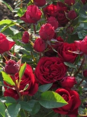 Троянда Gospel Троянда Gospel